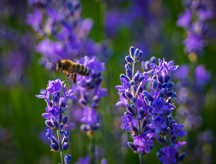 lavender, lavandin, lavender farm, Starovičky, South Moravia, purple, field, levandule © Petr