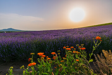 lavender, lavandin, lavender farm, Starovičky, South Moravia, purple, field, levandule © Petr