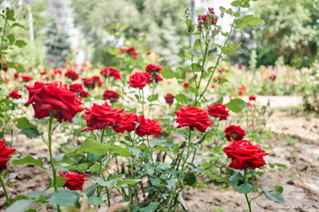 Flower field on the sunny morning. Beautiful flower seedlings growing in the soil at the garden. Gardening hobby concept.