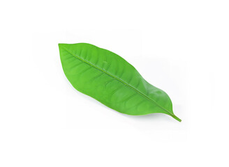 Fototapeta premium Birch leaf leaves plant nature foliage stalk green tree white background.