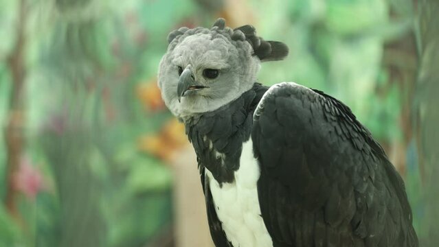 Rescued Harpy Eagle Looks at His Prey - Shallow Depth of Field