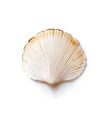 Sea ​​shell  (ocean marine animal) isolated on transparent background.