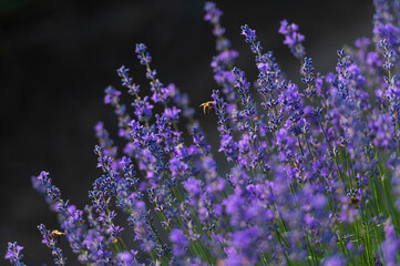 lavender, purple, lavender farm, South Moravia, landscape, sun, summer, nature, flowers,