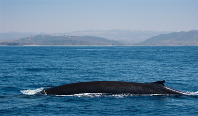 Fin whale swimming past San Clemente