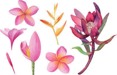 Vector tropical Plumeria, Protea, Banana flowers cliparts isolated without background. Botanical watercolor illustration of tropical plants. Perfect for cards, invitations, wedding and summer designs.