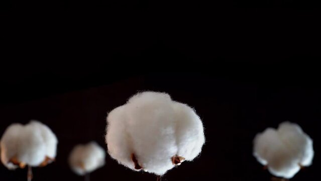 Cotton plant flower rotates on a black background