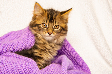 cute little siberian kitten close up