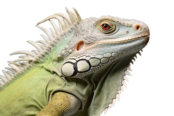 Fototapeta premium Side view of an iguana, isolated, white background, generative ai