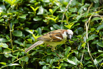 The house sparrow (Passer domesticus) is a bird of the sparrow family Passeridae, found in most parts of the world. Walsrode, Germany.