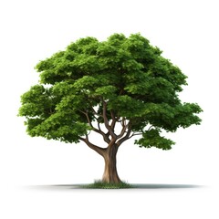 3D Cartoon Tree Isolated on White Background with Clipping Path, Full Depth of Field, and Focus Stacking Generative AI