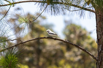 Photograph of a White monjita.