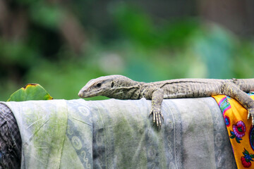 Nature's Symphony Colorful Bengal Monitor Lizard and Tranquil Tree Leaf Stock Photo High quality...