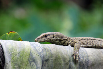 Nature's Symphony Colorful Bengal Monitor Lizard and Tranquil Tree Leaf Stock Photo High quality...