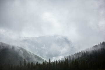Carpathians, mountains in the fog, landscape of summer landscapes