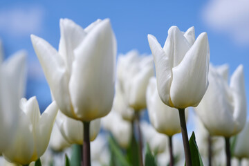 Closeup of white dutch tulips against a blue sky. Image with selective focus.