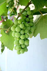 closeup the bunch green ripe grapes holding the vine with leaves on the sky background.
