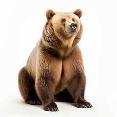 A bear isolated on a white background