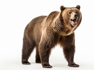 Obraz premium A bear isolated on a white background