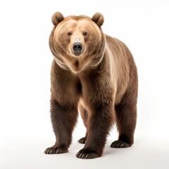 A bear isolated on a white background