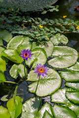 Padua, Italy - Water lilies in the botanical garden, since 1997 it has been a UNESCO World Heritage Site