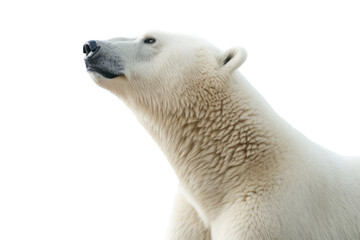 Obraz na płótnie Canvas Side view of the head and neck of a polar bear, isolated, white background, generative ai