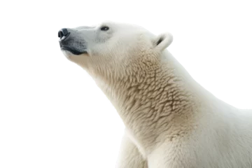 Foto op Canvas Side view of the head and neck of a polar bear, isolated, white background, generative ai © Teppi