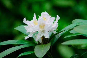 Obraz na płótnie Canvas White rhododendron flower with green leaves in the garden