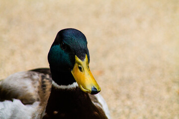 Close up of a male mallard duck on the beach in the summer