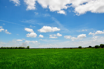 green rice field, blue sky and white clouds 