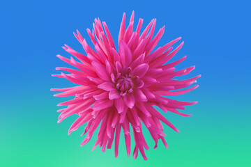 pink dahlia flower on colored background