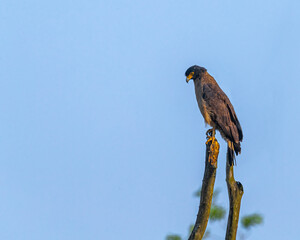 A Serpent Eagle