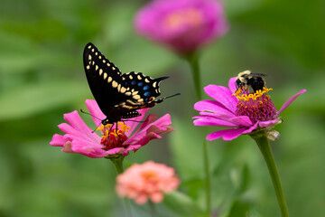 swallowtail butterfly on zinnia