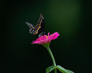 swallowtail butterfly on zinnia