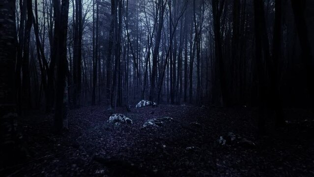 Dark blue scary forest with mystic light