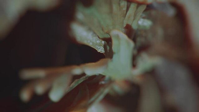 Slow motion, cinematic, abstract, fractal macro organic video. High quality 4k footage