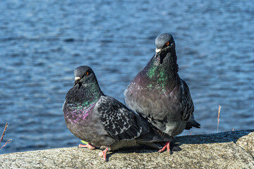 A series of images. Two blue pigeons are sitting on a stone surface. Birds are engaged in a love game. They kiss and copulate. There is a water space in the background