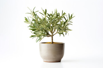 Potted Olive Tree On White Background. Generative AI