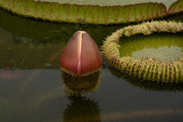 Exotic water plants. Closeup view of a Victoria cruziana, also known as Giant Water Lily, flower bud and large floating leaves, growing in the pond.
