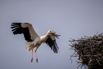 Storchenparadies Ostpolen, Podlachien