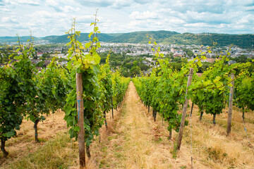 Vineyard with view of the ancient roman city of Trier, the Moselle Valley in Germany, landscape in rhineland palatine  - obrazy, fototapety, plakaty