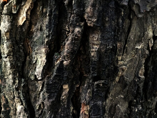 surface texture of old black tree bark,old black tree bark surface texture. Background for banner,Smooth and cracked texture. Tree stump background.the tree with beautiful bark during the summer,