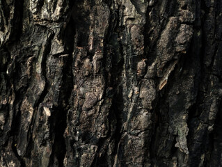 surface texture of old black tree bark,old black tree bark surface texture. Background for banner,Smooth and cracked texture. Tree stump background.the tree with beautiful bark during the summer,