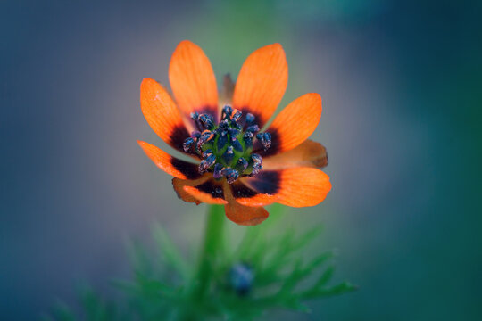 Adonis aestivalis, the summer pheasant's-eye, is a medicinal and ornamental plant.