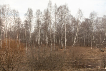 Fototapeta na wymiar Birch forest in early spring. Early spring forest. Early spring forest. the first warm days