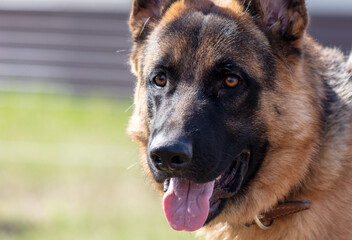 German shepherd dog close up portrait in sunny day