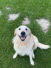 golden retriever dog very happy 