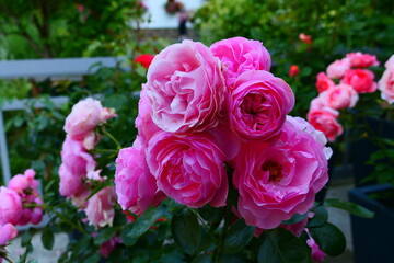 pink farbige Strauchrose