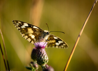 butterfly on flower