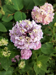 pink and white flowers