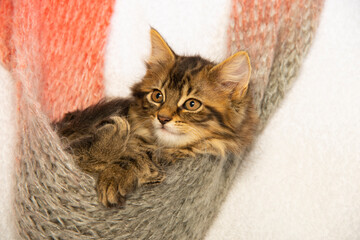 cute little siberian kitten close up